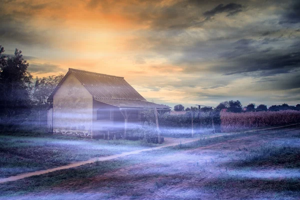 Wijngaard in de zonsondergang — Stockfoto