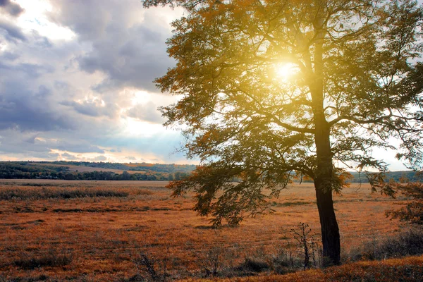 Sonnige Wiese — Stockfoto