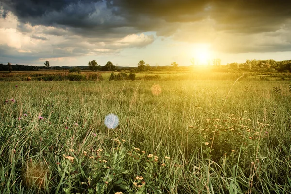 Sonnige Wiese — Stockfoto