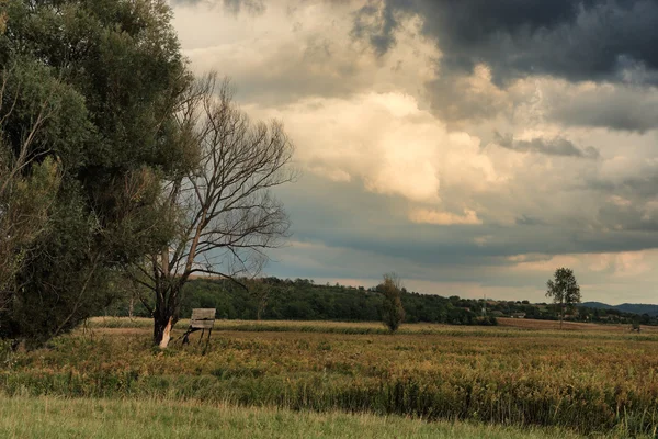 Arbre solitaire sur prairie et nuages orageux dessus — Photo