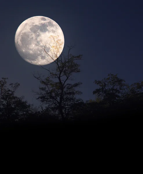 Silueta de árbol a la luz de la luna —  Fotos de Stock