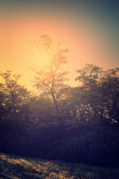 Vintage foto van locust tree — Stockfoto