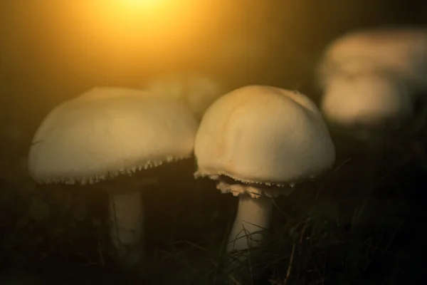 Healthy mushroom closeup in sunset — Stock Photo, Image