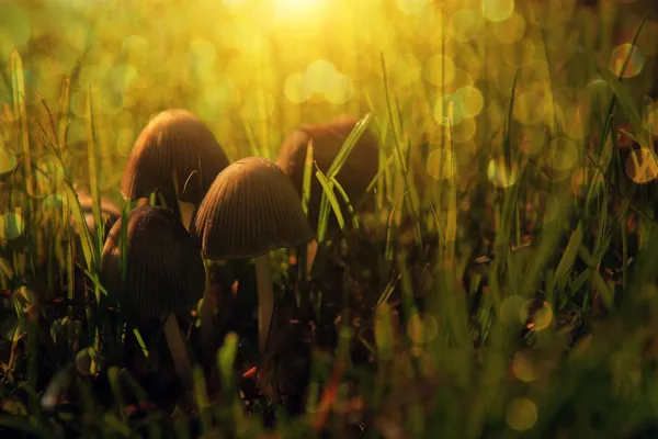Grupp av svampar i solnedgången — Stockfoto