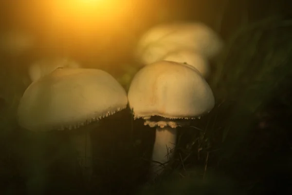 Healthy mushroom closeup in sunset — Stock Photo, Image
