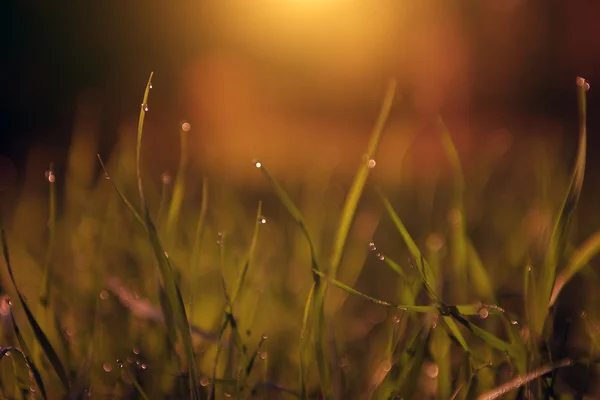 Super macro photo of dewy grass — Stock Photo, Image