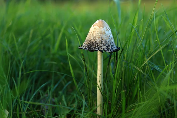 Svamp i gräs — Stockfoto