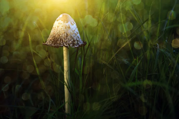 Beautiful mushroom in sunset — Stock Photo, Image