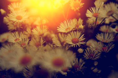 Gün batımında bir sürü papatya çiçeğinin klasik fotoğrafı.