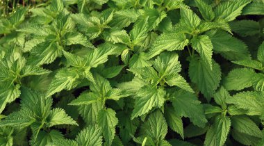 ısırgan otu portre