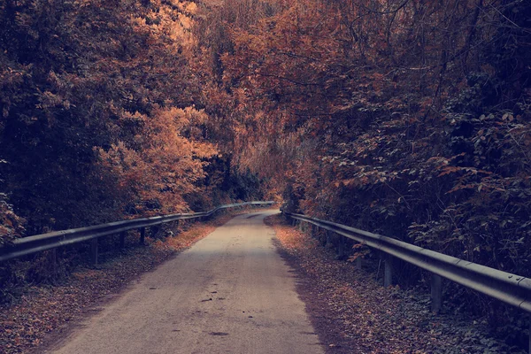 Vintage photo of forest road — Stock Photo, Image