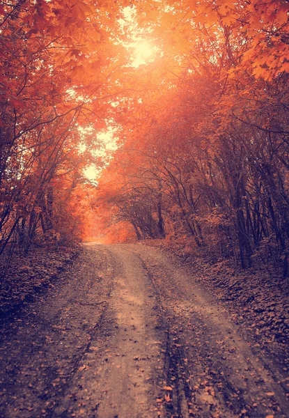 Photo vintage de la route forestière — Photo