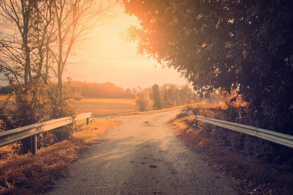 Vintage foto van bos weg — Stockfoto