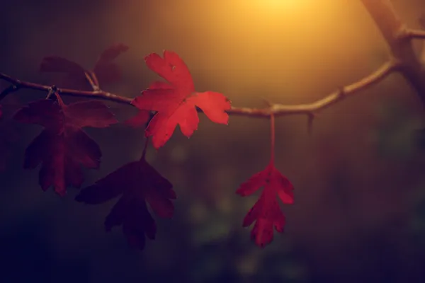 Foto vintage de folhas de outono — Fotografia de Stock
