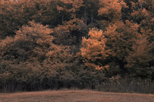 Forêt d'automne — Photo