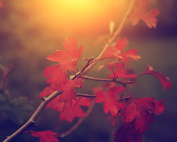 Foto vintage de hojas de otoño — Foto de Stock