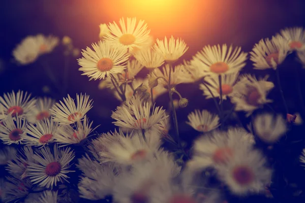 Photo vintage de fleurs sauvages au coucher du soleil — Photo