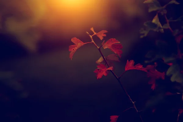 Foto vintage de hojas de otoño —  Fotos de Stock