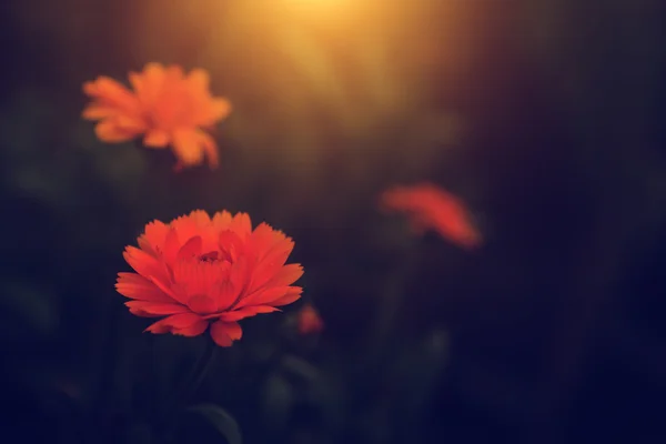 Vintage photo of wild flower in sunset — Stock Photo, Image