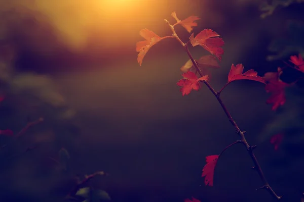 Jahrgangsfoto der Herbstblätter — Stockfoto