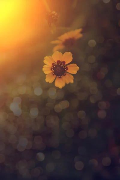 Photo vintage de fleur sauvage au coucher du soleil — Photo