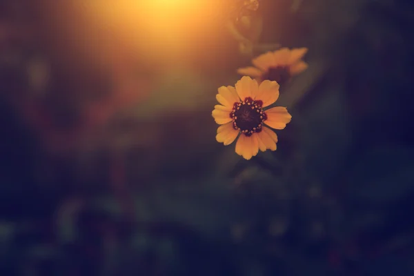 Foto vintage de flor silvestre al atardecer — Foto de Stock