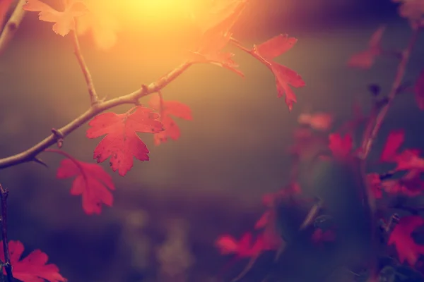 Jahrgangsfoto der Herbstblätter — Stockfoto