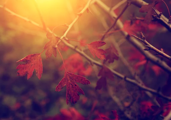 Foto vintage de folhas de outono — Fotografia de Stock