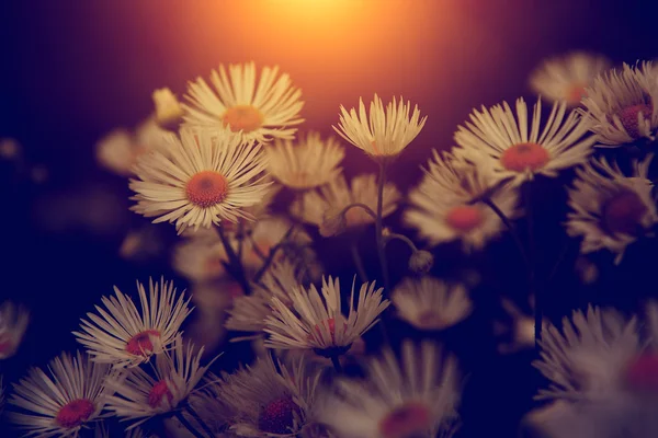 Archiwalne zdjęcie ogród kwiatów, zachodzie słońca — Zdjęcie stockowe