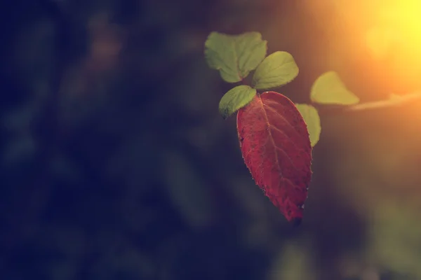 Vintage photo of autumn leaves — Stock Photo, Image