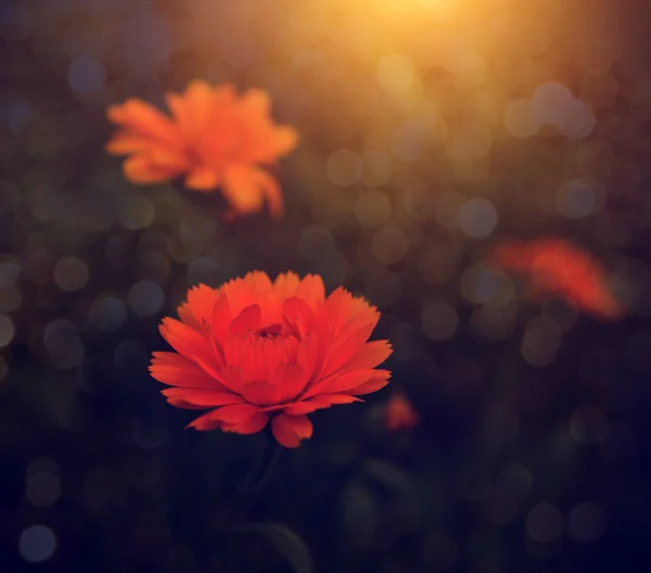 Photo vintage de fleur sauvage au coucher du soleil — Photo