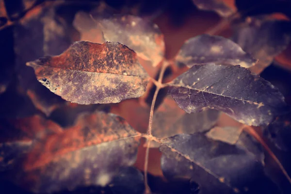 Photo vintage de feuilles d'automne — Photo