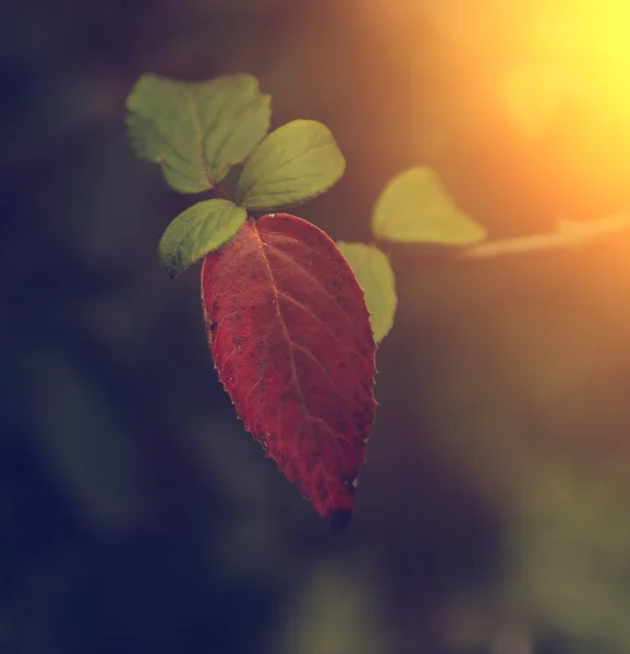 秋の紅葉のビンテージ写真 — ストック写真
