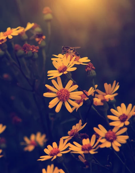 Foto vintage de flores silvestres blancas y abejas — Foto de Stock