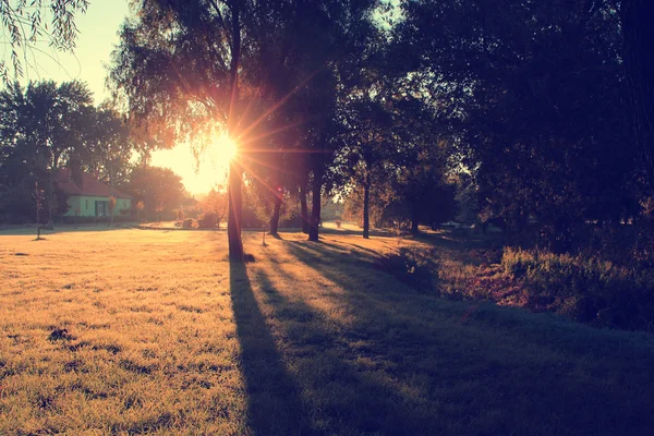 Manhã sol na floresta de outono — Fotografia de Stock