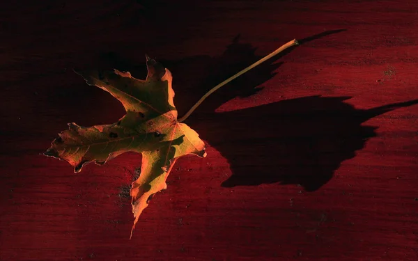 Autumn leaf on wood background — Stock Photo, Image