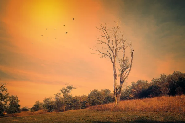 Natura autunno sfondo — Foto Stock