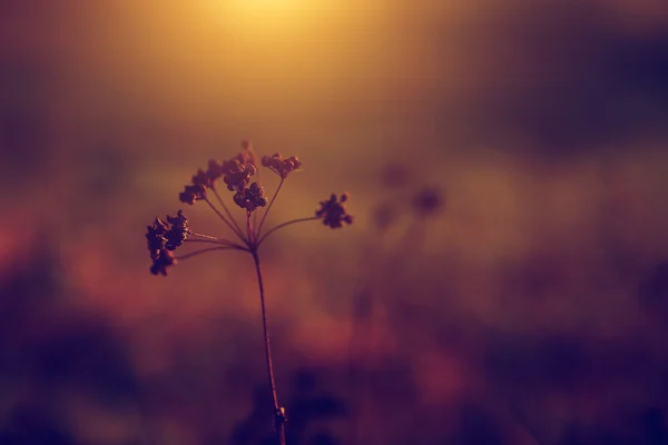 Vintage-Foto von Wildblume im Sonnenuntergang — Stockfoto