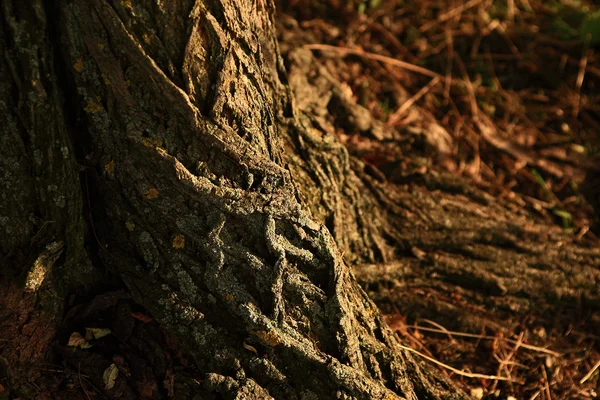 美しい木の樹皮 — ストック写真
