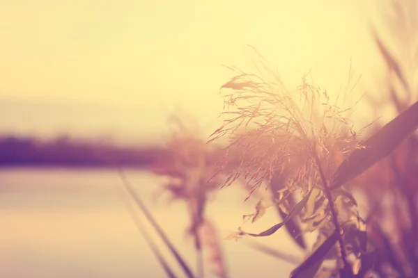 Vintage foto van suikerriet bloem close-up — Stockfoto