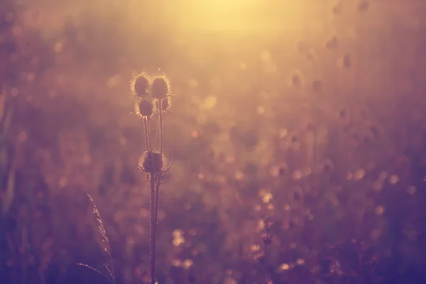 Foto vintage di fiori selvatici al tramonto — Foto Stock