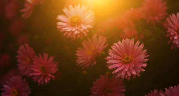Gartenblume im Sonnenuntergang — Stockfoto