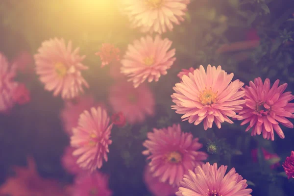 Zahradní květina v západu slunce — Stock fotografie