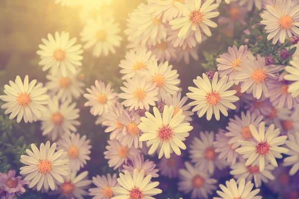 Vintage fotó a kerti virágok, naplemente — Stock Fotó