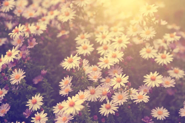 Винтажное фото садовых цветов на закате — стоковое фото