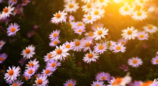 Vintage photo de fleurs de jardin au coucher du soleil — Photo