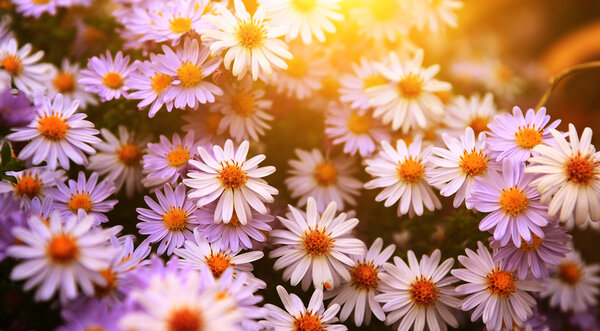 Garden flower in sunset.