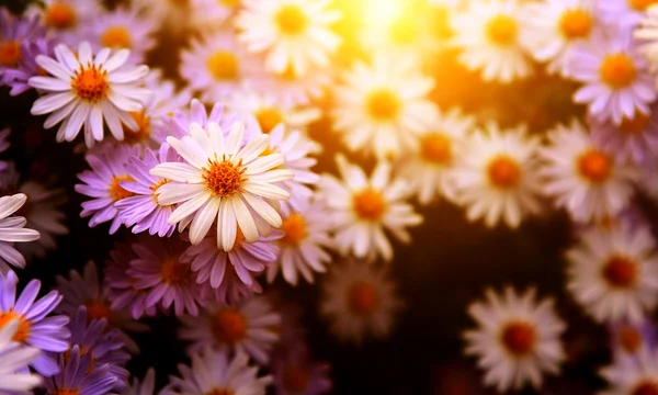 Gartenblume im Sonnenuntergang. — Stockfoto