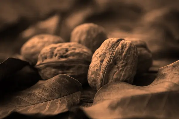 Nueces en las hojas —  Fotos de Stock