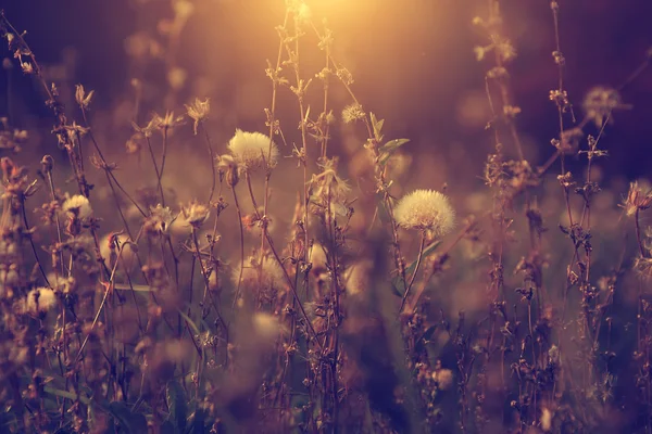 Vintage Fotoğraf günbatımı karahindiba alanının